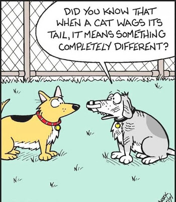 View joke - - Dude, what happened ? - Did you know that when a cat wags its tail, it means something completely different ?