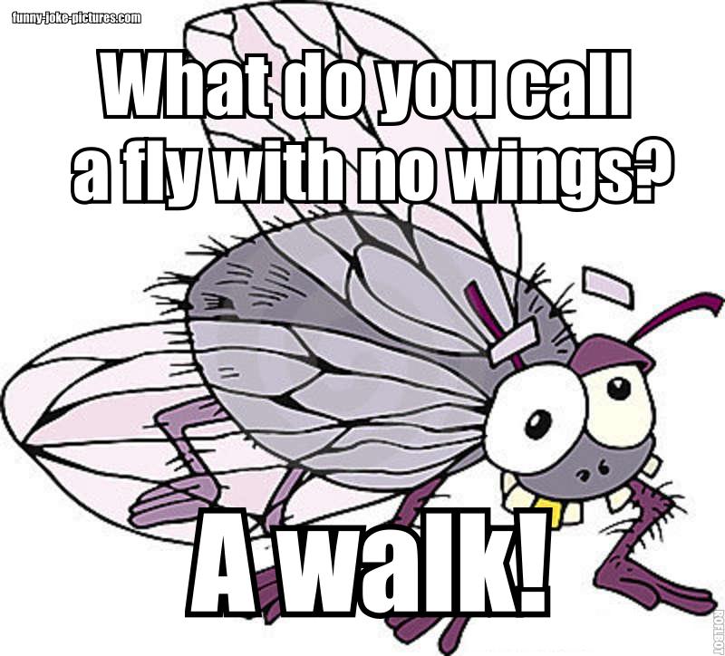 View joke - What do you call a fly with no wings ? A walk !