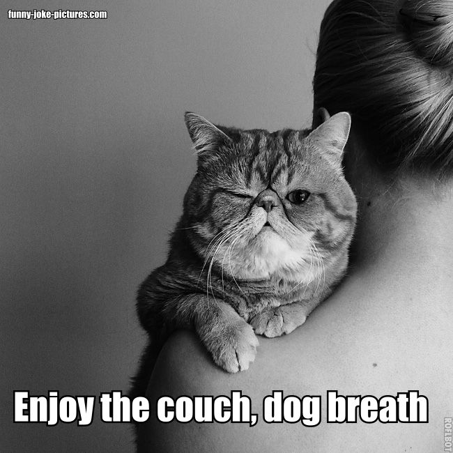 View joke - Enjoy the couch, dog breath