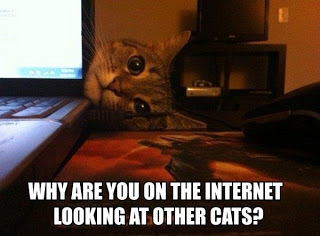View joke - Why are you on the internet looking at other cats ?