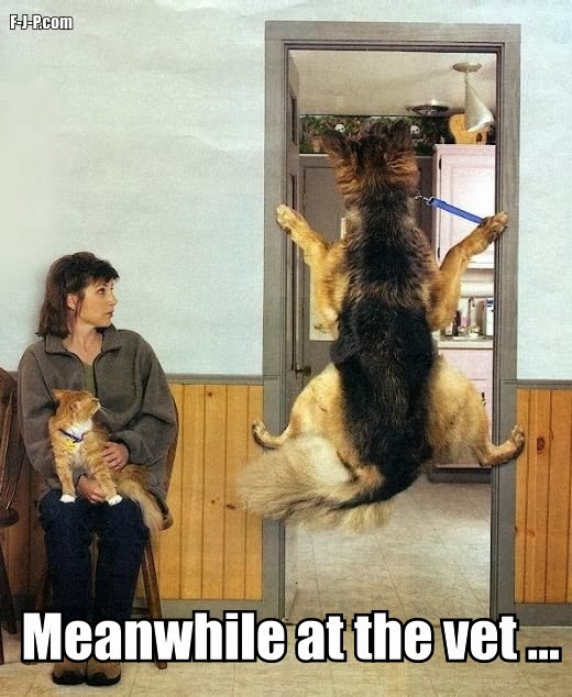 View joke - Meanwhile at the vet