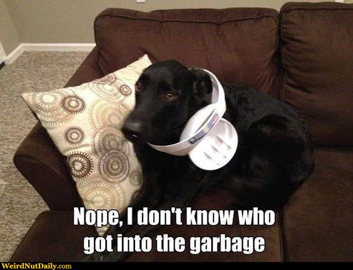 View joke - Are you sure you don't know who got into the garbage ? I kind of think it was you ...