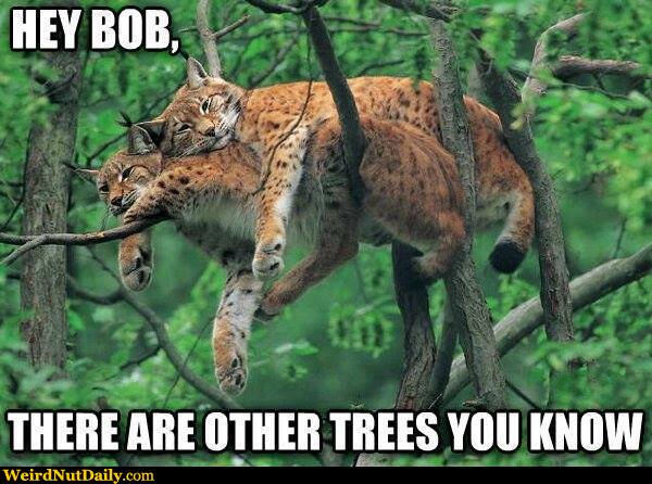 View joke - Hey Bob, there are other trees you know