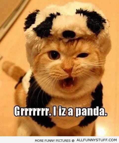 View joke - This kitten is actually a panda. A ferocious panda.