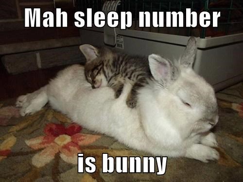 View joke - My sleep number is bunny