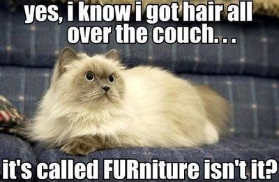View joke - Yes, I know, my hair is all over the couch... It's called FURniture, isn't it ?