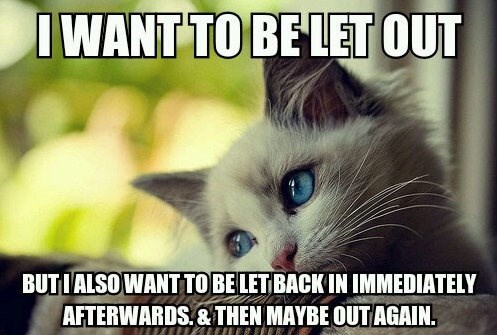 View joke - This cute cat wants to be let out but she also wants to be let back in immediately afterwards. And then, may out again . . .