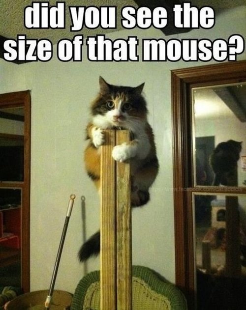 View joke - Did you see the size of that mouse? I'm not going down.