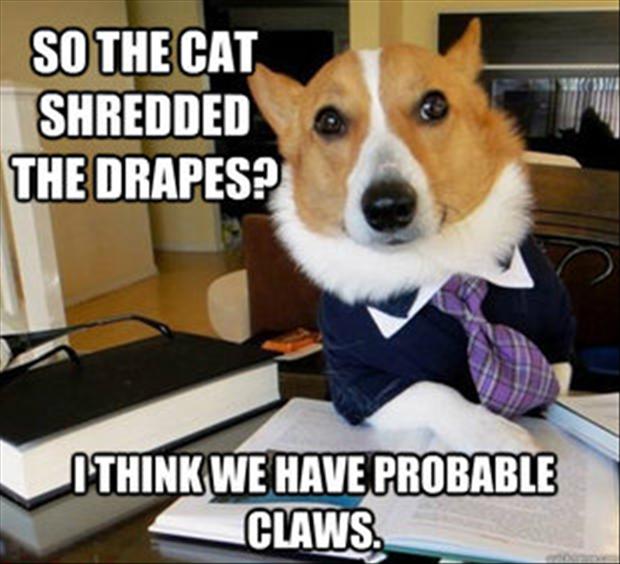 View joke - So, the cat shredded the drapes? I think we have probable claws.