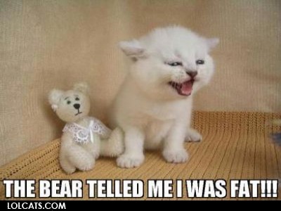 View joke - Bad little bear. He told my kitten she was fat.