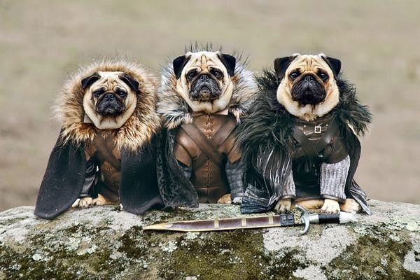 View joke - Game Of Thrones: A Storm Of Swords (Pugs Version)